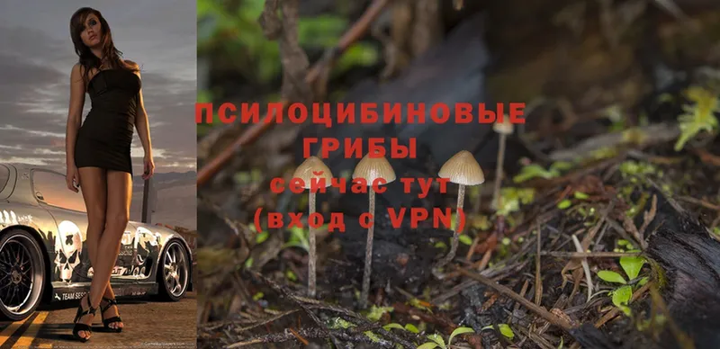 Галлюциногенные грибы Psilocybine cubensis  как найти закладки  Звенигород 